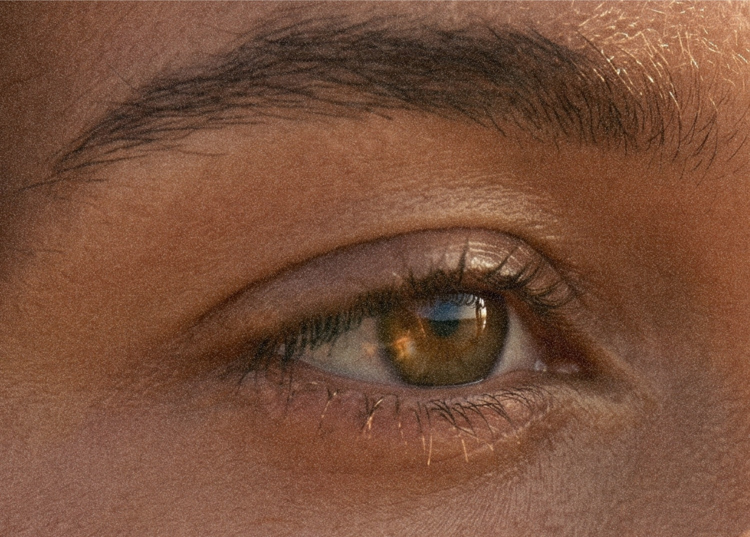 A single eye in golden light. The brow defined, the iris warm.