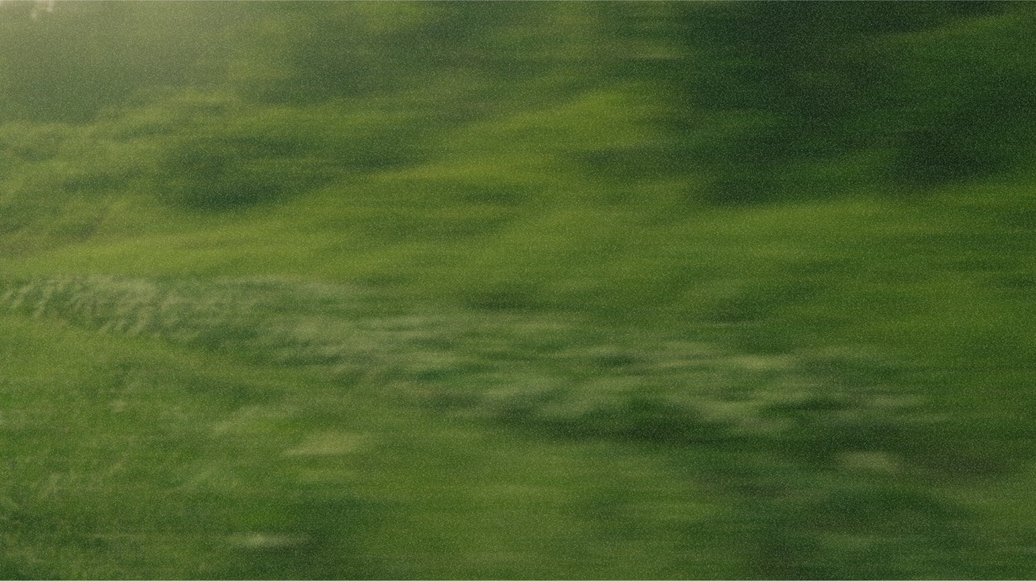 A soft motion blur across green grass and moss, sunlit.